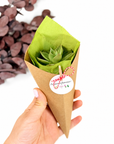 Martisor viu planta suculenta la cornet
