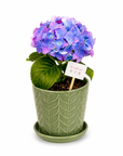 Hortensie in ghiveci de ceramica