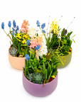 Aranjament floral cu flori de primăvară la ghiveci