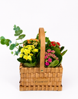 Cosulet cu flori Kalanchoe