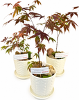 Acer rosu copacel cadou in ghiveci de ceramica