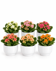 Flori marturii de nunta/botez Kalanchoe in ghiveci de ceramica