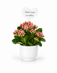 Flori marturii de nunta/botez Kalanchoe in ghiveci de ceramica