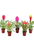 Terariu Bromelia Guzmania