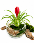 Terariu Bromelia Guzmania