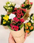 Flori marturii de nunta si botez Kalanchoe Calandiva in ambalaj kraft