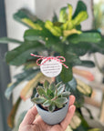 Martisor planta suculenta in ghiveci - ceramica