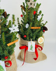 Brad decorativ Picea conica - eco