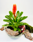 Terariu Bromelia Guzmania