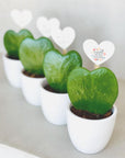 Planta inima Hoya Kerii