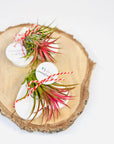 Martisor planta aeriana Tillandsia inima - durabil