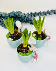 Martisor flori Zambile bulbi in cescuta bleu - muschi natural