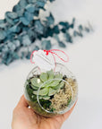 Martisor glob terariu cu planta suculenta