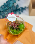 Martisor glob terariu cu planta aeriana - eco