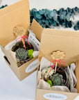 Martisor terariu bol cu planta suculenta - birou