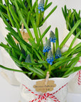 Flori de primavara Muscari albastre bulbi - eco