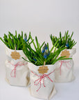 Flori de primavara Muscari albastre bulbi