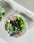 Terariu bol cu plante suculente - plante suculente