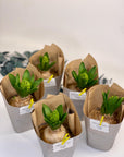 Marturii bulb zambila ambalat - eco