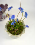 Ghiveci de ceramică diafan - Muscari - muschi natural