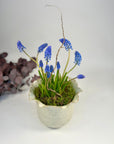 Ghiveci de ceramică diafan - Muscari