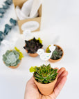 Planta suculenta in ghiveci teracota - personalizat