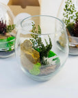 Terariu vas sticla ou cu plante prezervate - durabil