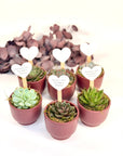 Marturii plante suculente in ghiveci ceramic colorat
