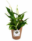 Planta de interior Spathiphyllum- Crinul Pacii