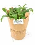 Mix Plante Aromatice Marturii