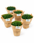 Mix Plante Aromatice Marturii