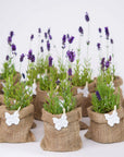 Lavanda in ghiveci marturii nunta si botez