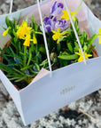 Aranjament cos flori primavara - plante suculente