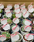 Martisor planta suculenta in ghiveci - durabil