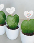 Planta inima Hoya Kerii - plante suculente