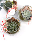 Martisor terariu bol cu planta suculenta - eco