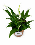 Planta de interior Spathiphyllum- Crinul Pacii