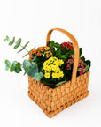 Cosulet cu flori Kalanchoe