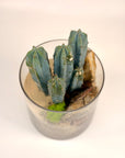 Terariu cactus