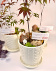 Acer rosu copacel cadou in ghiveci de ceramica