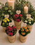 Flori marturii de nunta si botez Kalanchoe Calandiva in ambalaj kraft