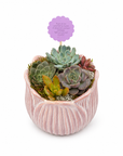 Aranjament in ghiveci de ceramica cu plante suculente