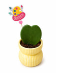 Planta Inima Hoya - cadou profesori invatatori