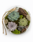 Glob terariu cu plante suculente