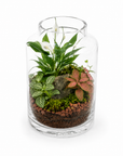Terariu inchis cu plante verzi