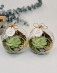 Glob terariu suspendat cu suculenta Echeveria