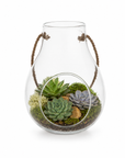 Terariu mediu cu plante suculente Echeveria