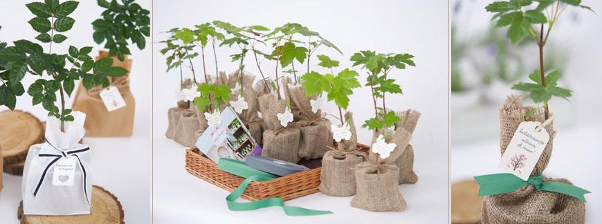 Cum ingrijim si plantam copaceii marturii de Acer, Frasin sau Stejar