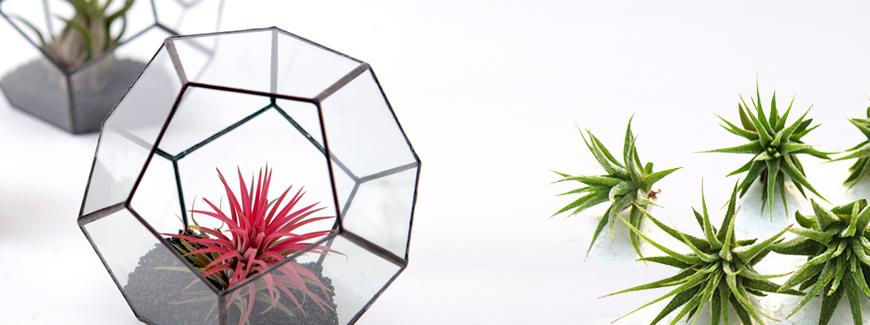 Cum ingrijim plantele aeriene