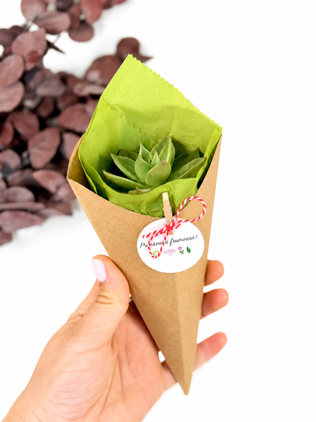 Martisor viu planta suculenta la cornet